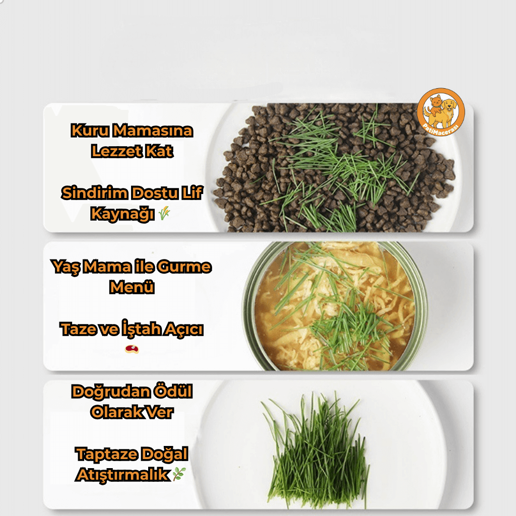 PatiMacerası™ Taze Nefes Bahçesi (Topraksız Akıllı Çim İstasyonu)