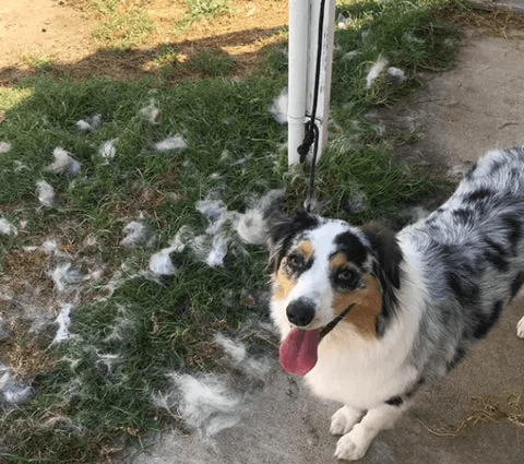 PatiMacerası™ Deri Sağlığını Destekleyen Masaj Etkili Tüy Tarağı