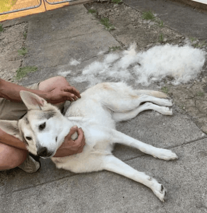 PatiMacerası™ Deri Sağlığını Destekleyen Masaj Etkili Tüy Tarağı