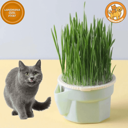 PatiMacerası™ Taze Nefes Bahçesi (Topraksız Akıllı Çim İstasyonu)