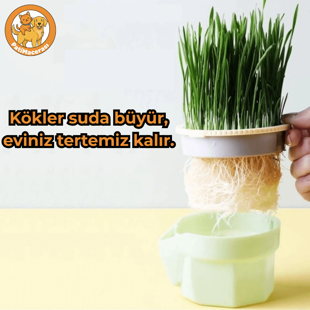 PatiMacerası™ Taze Nefes Bahçesi (Topraksız Akıllı Çim İstasyonu)