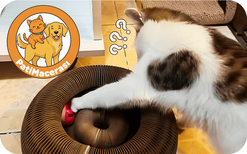 Akıllı Kedi Tırmalama Oyuncağı ve Yatağı | PatiMacerası